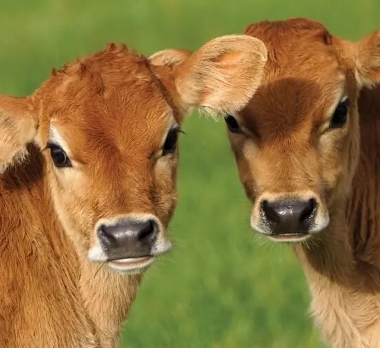 Dairy Services