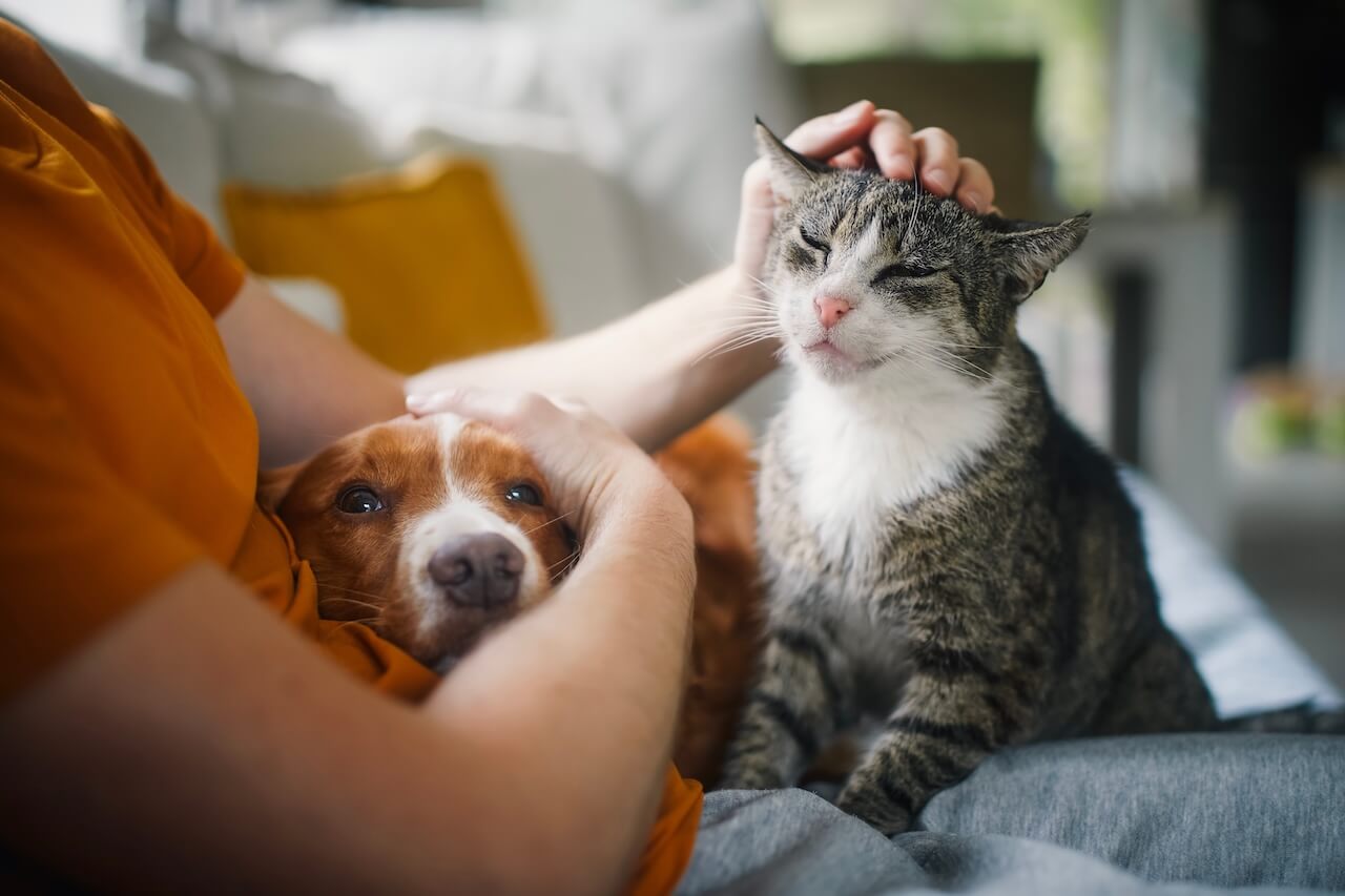 fur-life-vets-warrnambool-veterinary-clinic-au-cat-and-dog