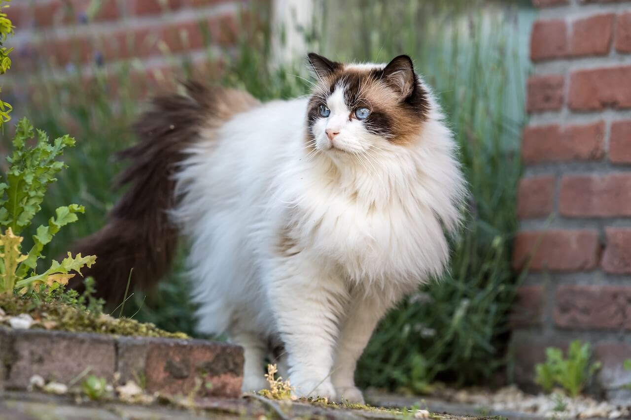 fur-life-vets-warrnambool-veterinary-clinic-slider-cat-au