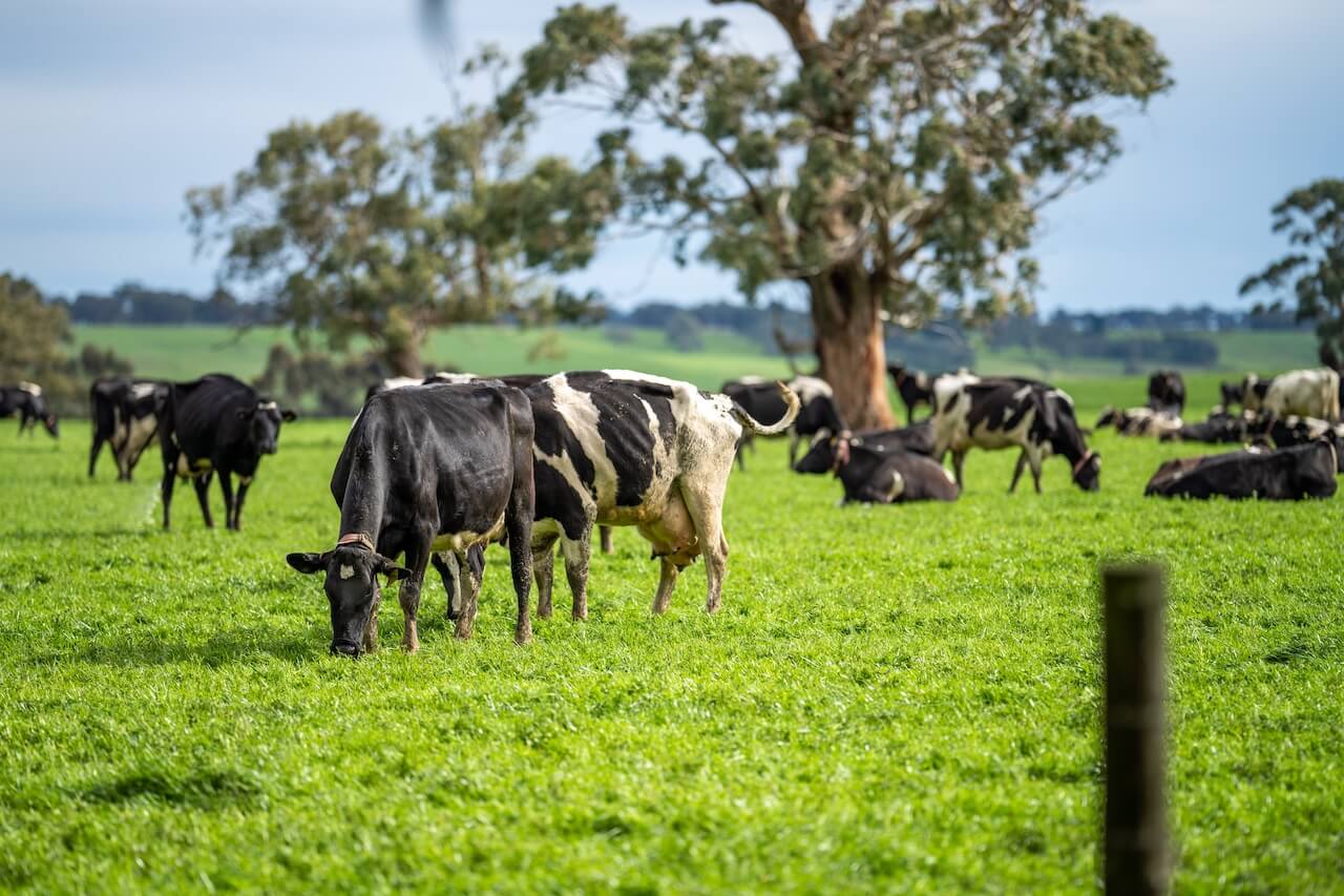dairy cows