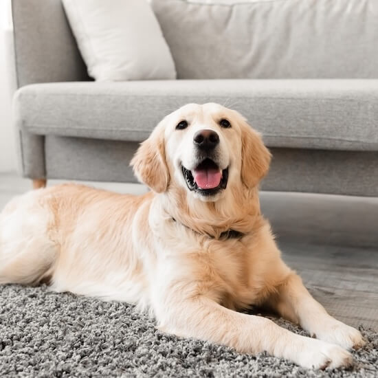 Companion Animal