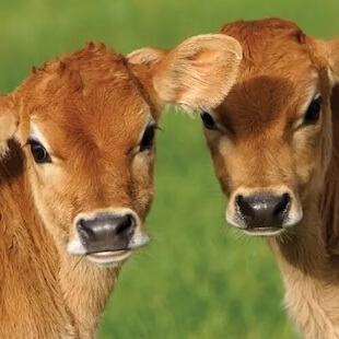 Dairy Services in Warrnambool