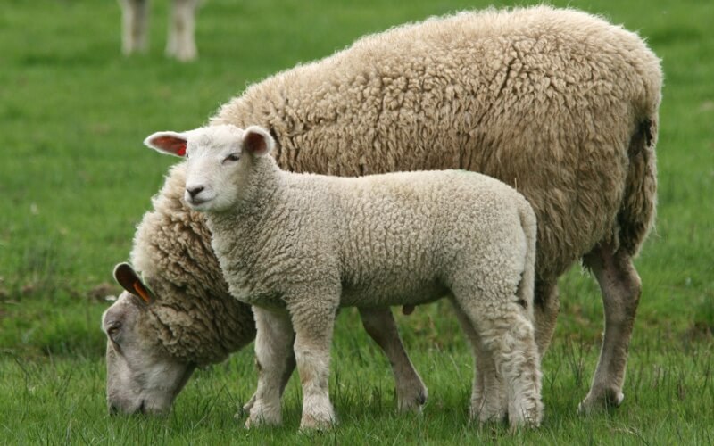 Obstetrics Sheep Services
