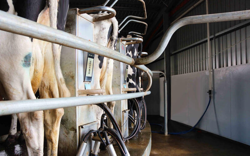 Rotary Dairy Services