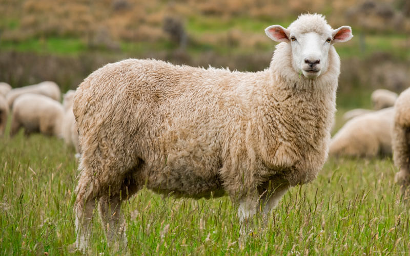 Ambulatory Sheep Services