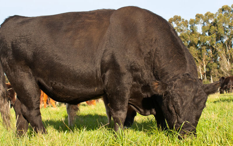 Bull Testing Dairy Services