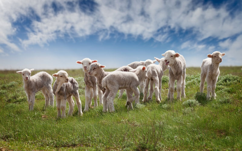 Lambs Sheep Services