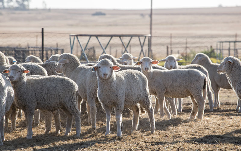 Parasite Control Sheep Services