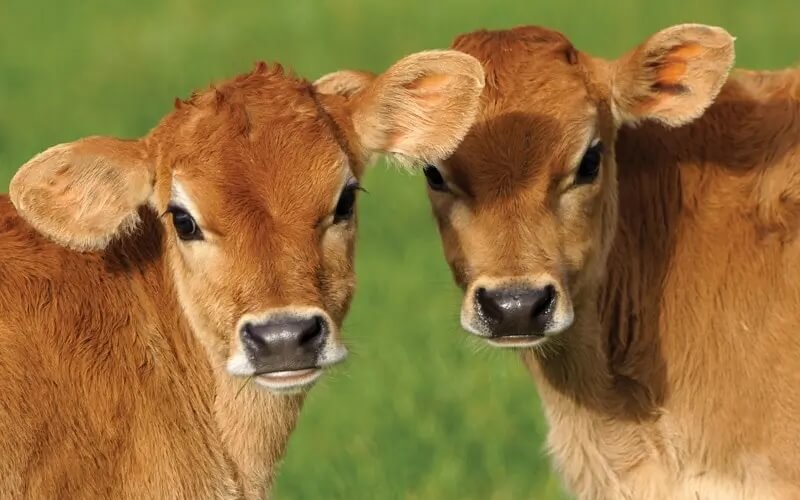 Reproduction - Dairy Services