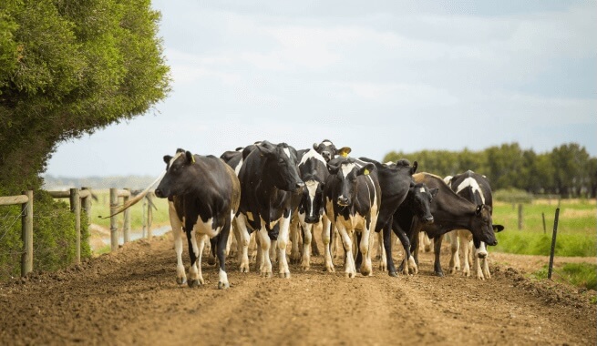 Risk Assessment ProDairy