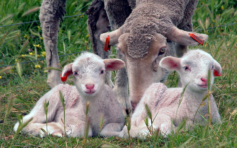 Twin Lambs Sheep Services