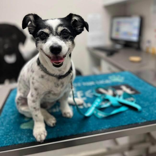 [practice:city] Veterinary clinic