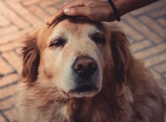 Signs of an Aging Pet