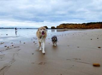 Behaviour Case Study – Diesel & Harvey