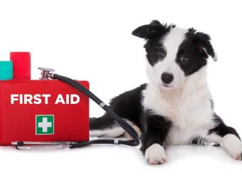 Pet First Aid Kit Essentials